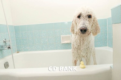 Standard Poodle in a bathtub - Royalty Free Stock Photo